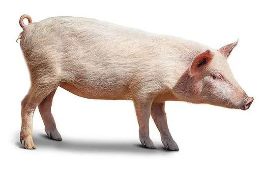 Pregnant Sow - Pig